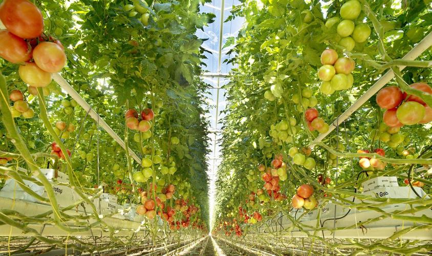 浩豐:致力于現(xiàn)代化農產(chǎn)品生產(chǎn)基地建設